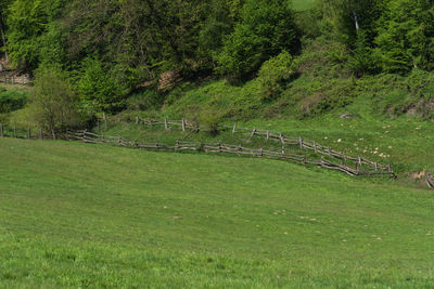 Scenic view of grassy field