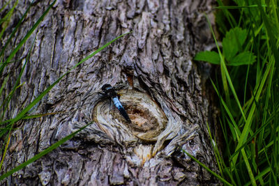 Close-up of a tree trunk