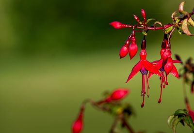 Close-up of red berries growing on tree