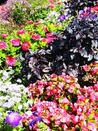 Colorful flowers in bloom