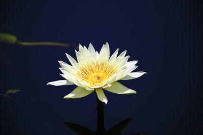 Close-up of white water lily against black background