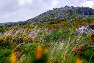 Low angle view of plants growing on mountain against sky