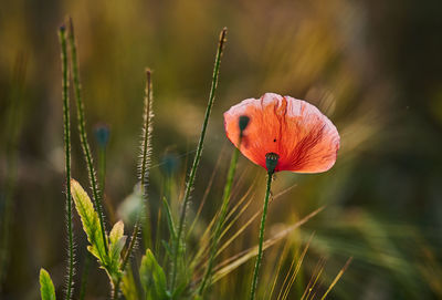 Close-up of red poppy growing on plant