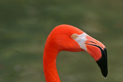 The head of a red flamingo, green background