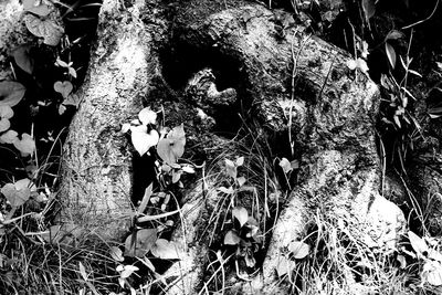 High angle view of trees in the forest