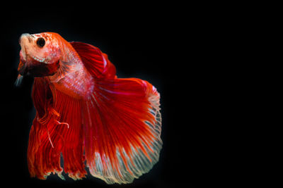 Close-up of fish in sea against black background