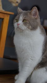 Close-up of cat looking away