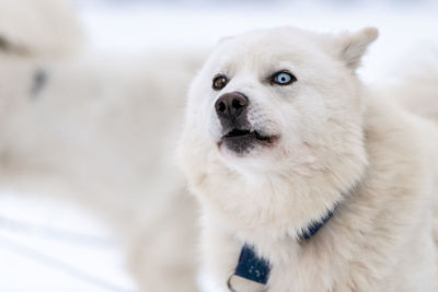 Close-up portrait of dog at home