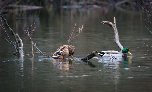 Birds swimming in lake