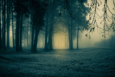 A spooky scenery of a trees. halloween themed landscape. foggy morning during the first snow.