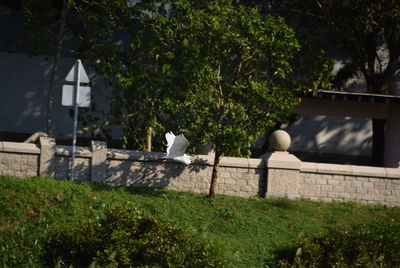 Birds perching on grass against trees