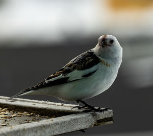 Close-up of bird perching on wood