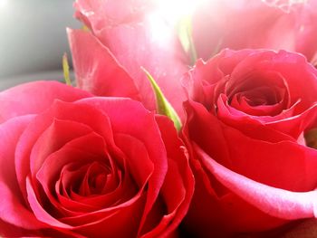 Close-up of pink rose