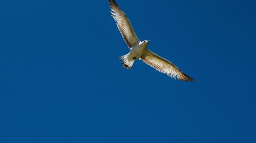 Low angle view of seagull flying