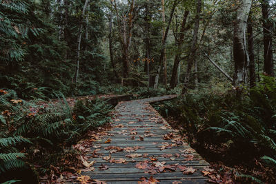 Boardwalk amidst trees in forest