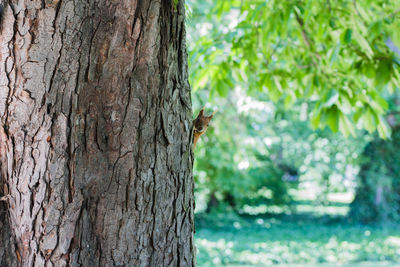 Close-up of squirrel on tree trunk