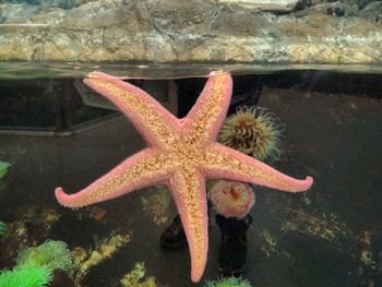 Close-up of starfish in aquarium
