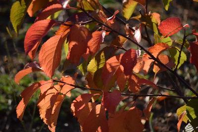 Close-up of orange flowers