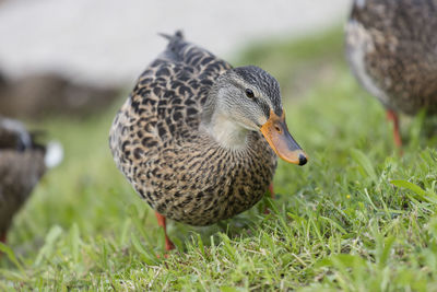 Close-up of a duck on field