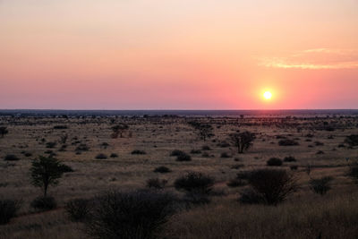 Scenic view of field against sky during sunset