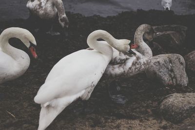 Close-up of swan in lake