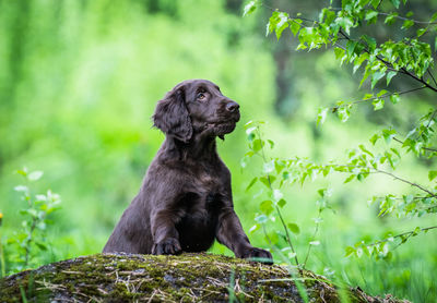 Black dog sitting on land