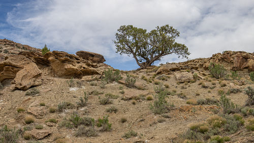 wilderness