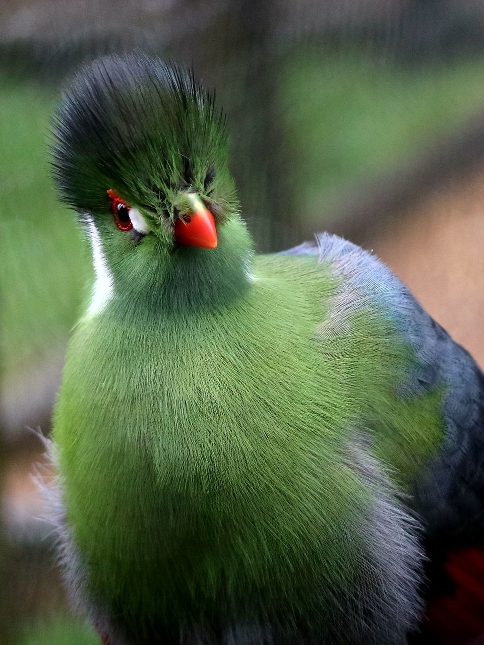 bird, one animal, vertebrate, animals in the wild, animal wildlife, focus on foreground, close-up, green color, no people, day, nature, outdoors, beak, selective focus, land, domestic, pets