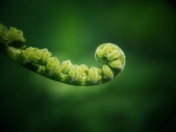 Close-up of fern