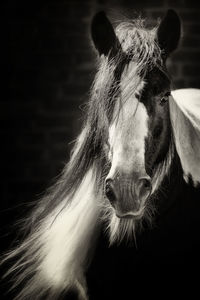 Close-up of a horse