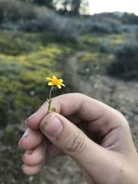 Close-up of hand holding yellow flowering plant