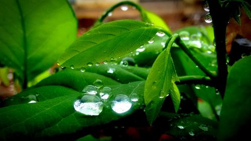 Close-up of wet plant