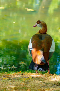 Mallard duck on lakeshore