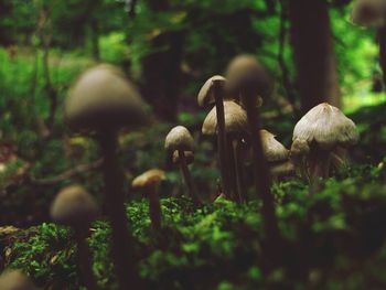 Close-up of mushroom growing on field