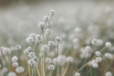 Close-up of white flowering plants on field