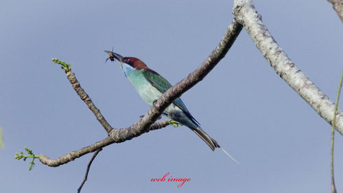 Low angle view of bird perching on tree against sky