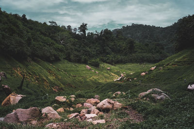 Scenic view of landscape against sky