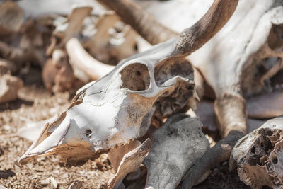 Close-up of animal skull on field