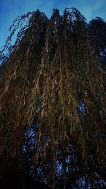 Low angle view of trees in the forest