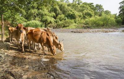 Horses in a river