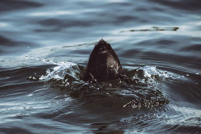 View of turtle swimming in sea