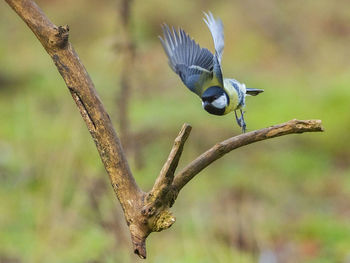 Close-up of a bird flying against blurred background