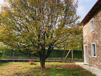 Trees and plants growing in yard against building