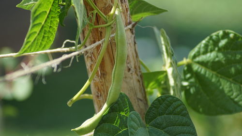 Close-up of green leaves on plant