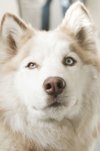 Close-up portrait of white husky dog 