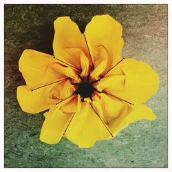 Close-up of yellow flower