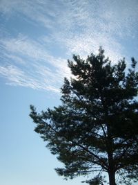 Low angle view of trees against sky
