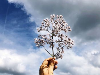 Close-up of hand holding plant against cloudy sky