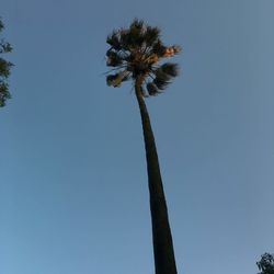 Low angle view of coconut palm tree against clear blue sky