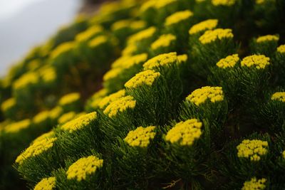 Close-up of fresh yellow plants